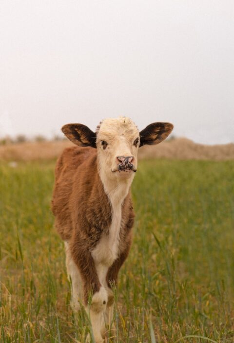a brown and white cow standing on top of a lush green field
