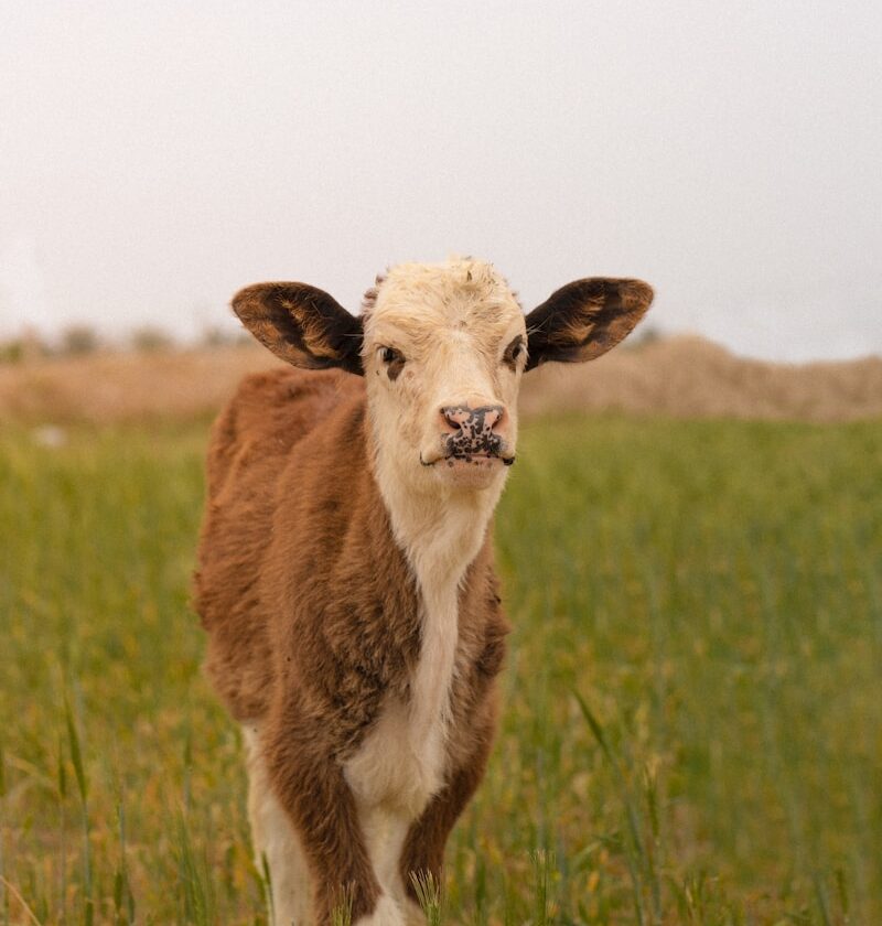 a brown and white cow standing on top of a lush green field
